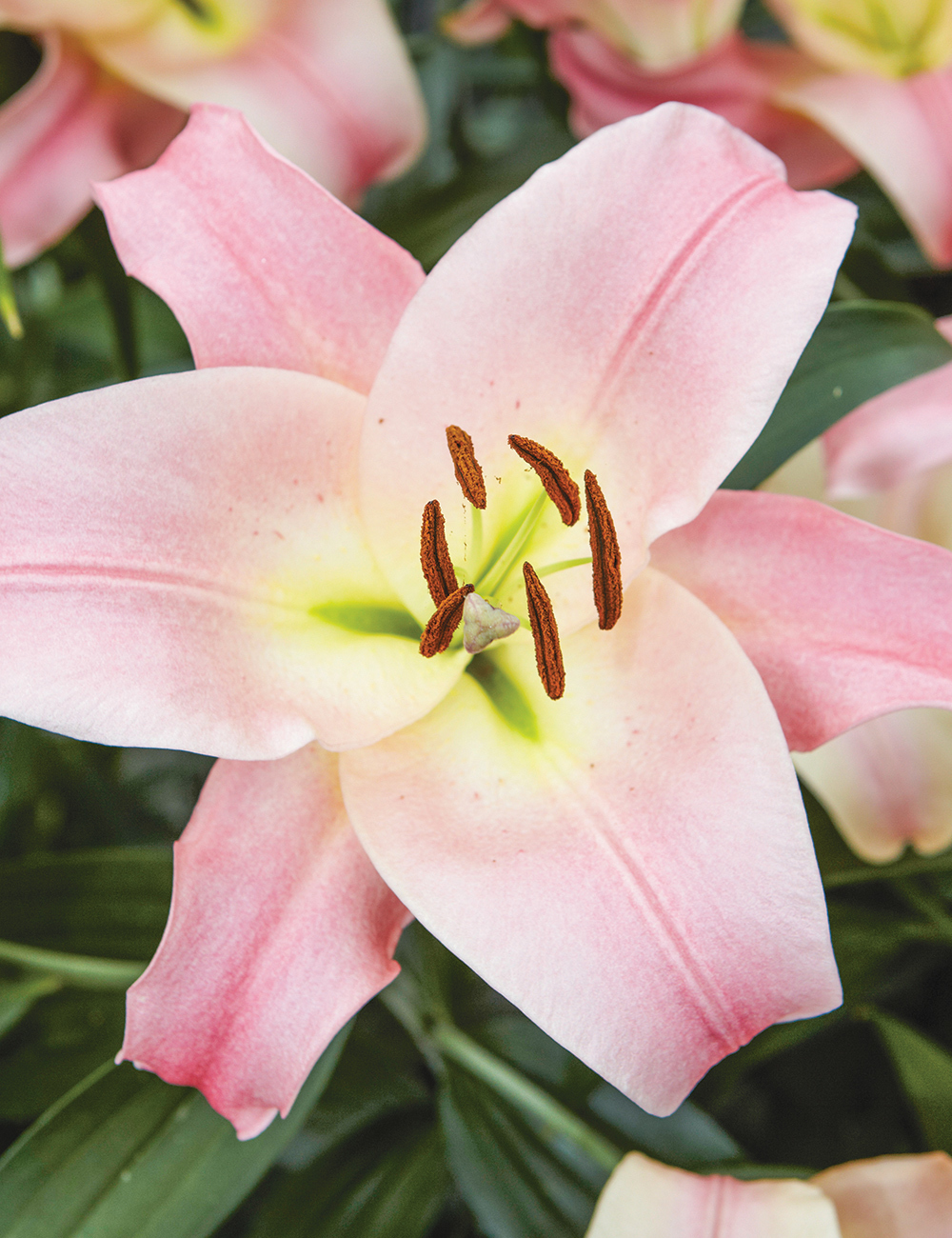 BULK BUY Oriental Lilies Baywatch