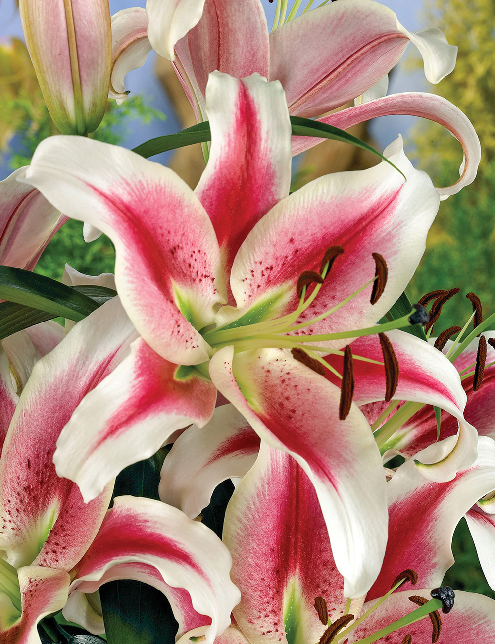 Matisse Oriental Lilium 'Candy Club'