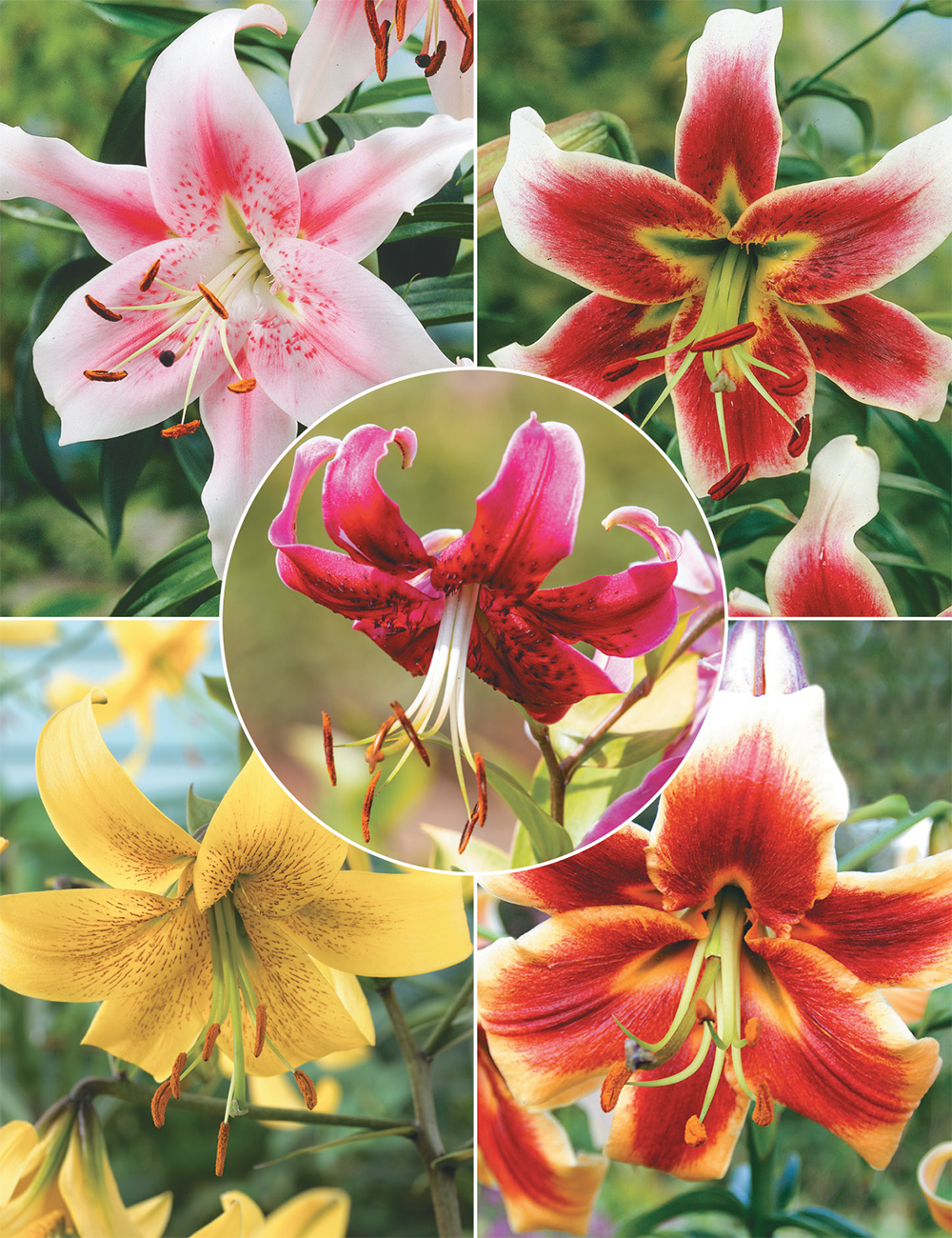 Matisse Oriental Lilies (reduced) Collection