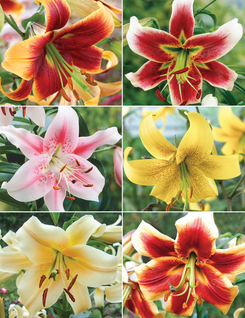 Matisse Oriental Lilies (reduced) Collection