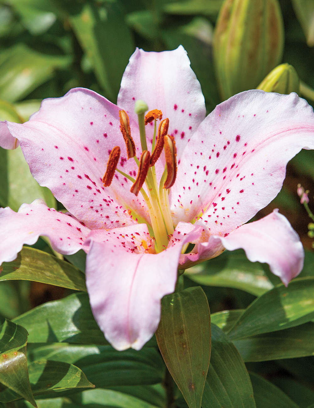 Lilium Curly Sue