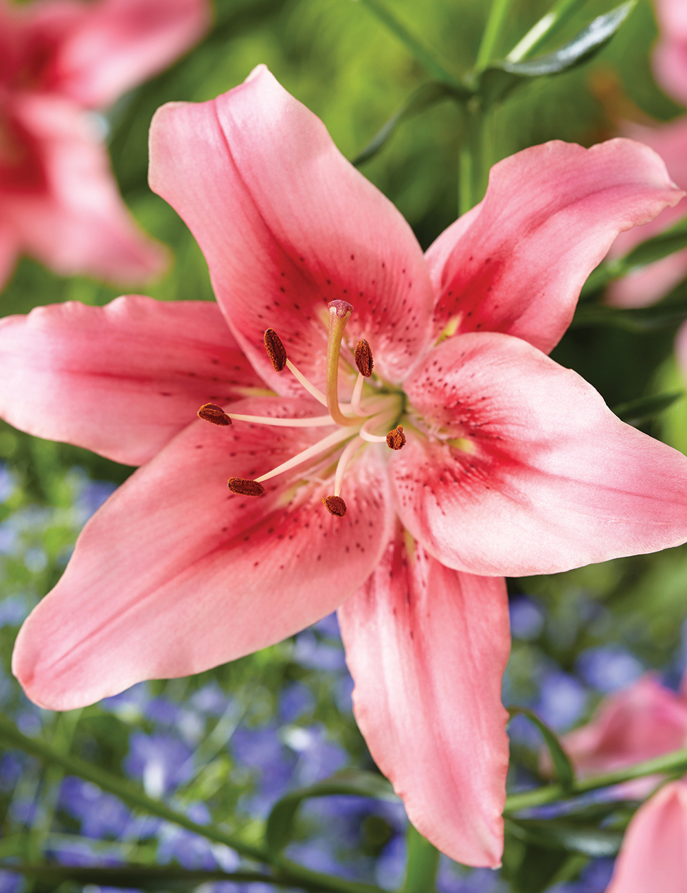 BULK BUY Lilium 'Child in Time'