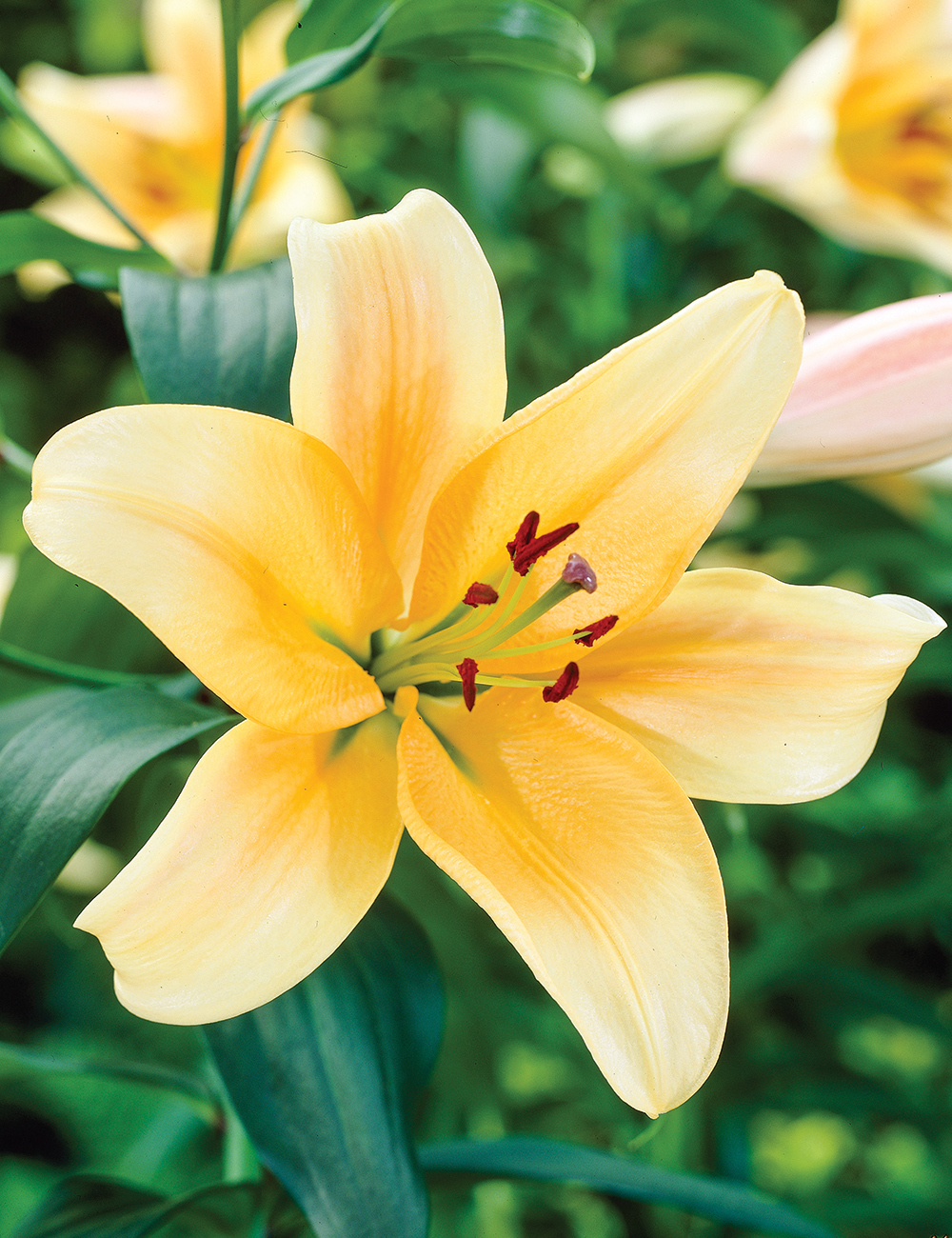 Oriental Lilium Corcovado