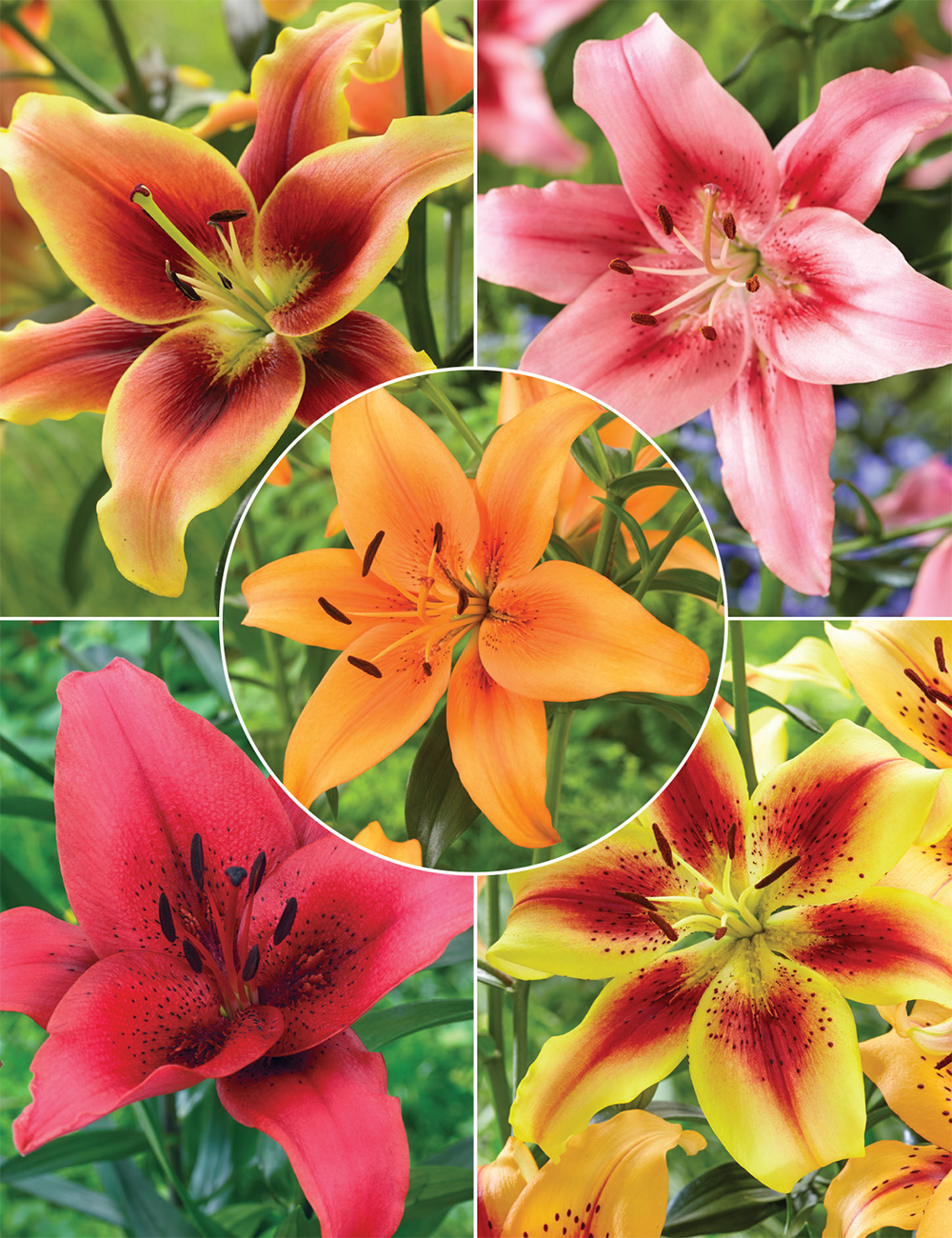 Asiatic Oriental Hybrid Lilies (reduced) Collection