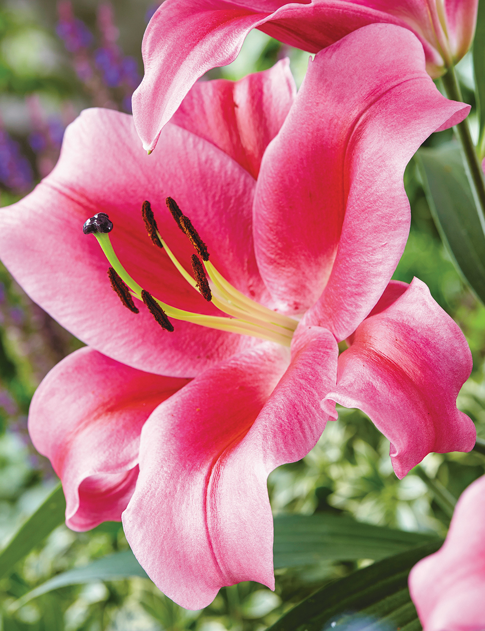 BULK BUY Oriental Lilium 'Dalian'