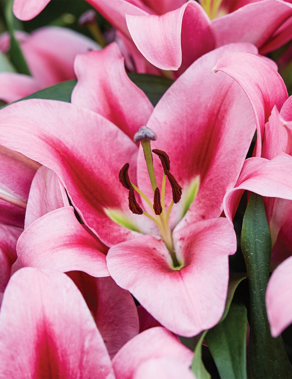 Oriental Lilium 'Donacion'