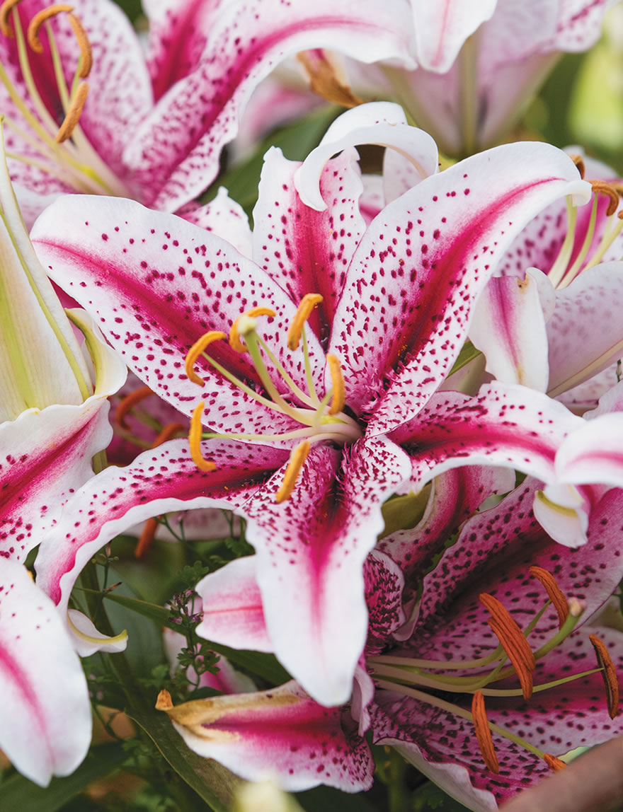 Matisse Oriental Lilies Dizzy