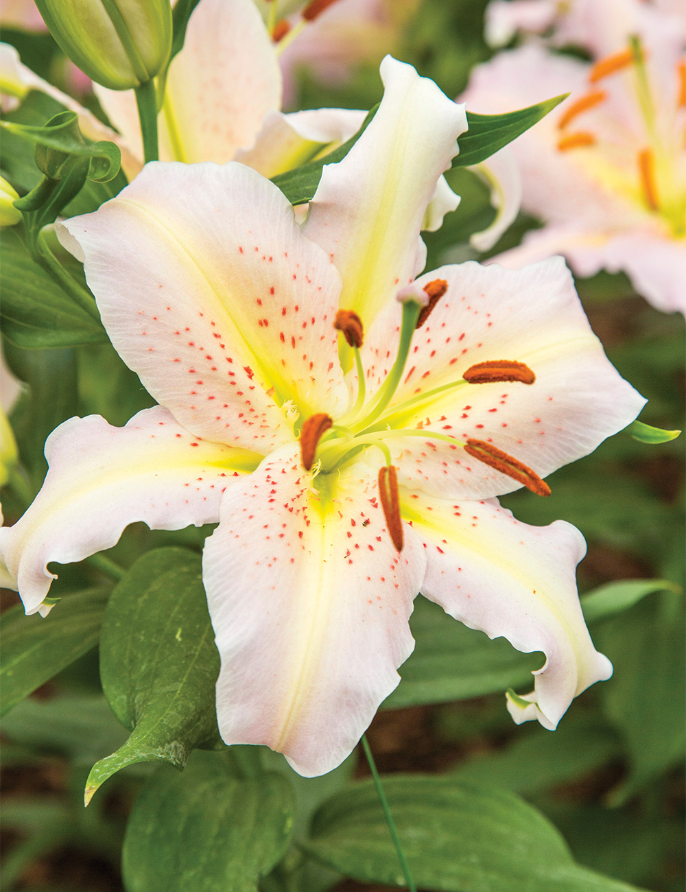 Matisse Oriental Lilium Elusive