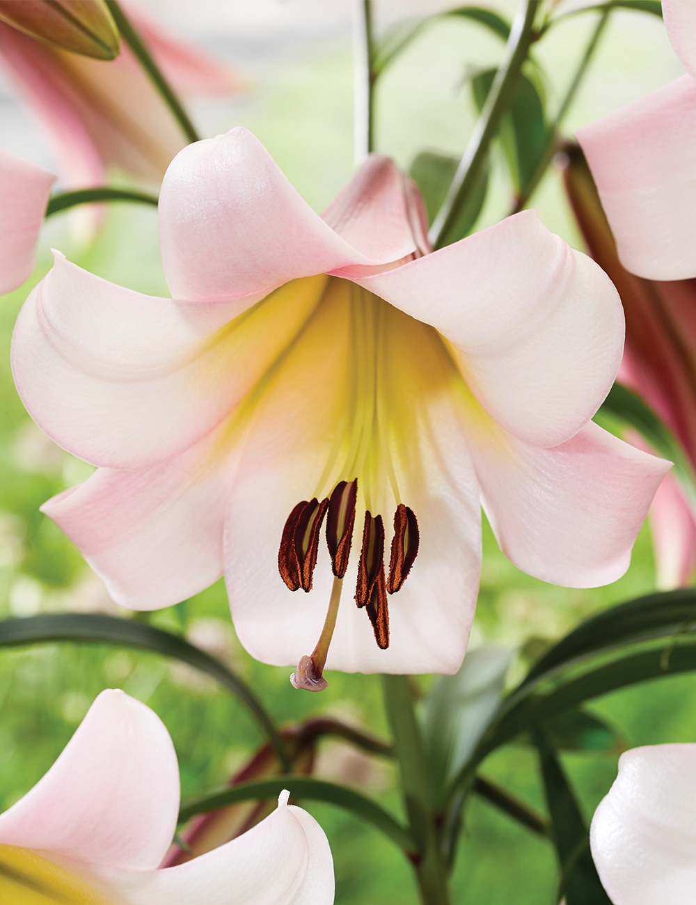 Lilium 'Eastern Moon'