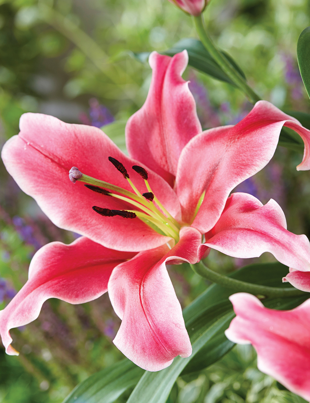 Oriental Lilies Ensemble