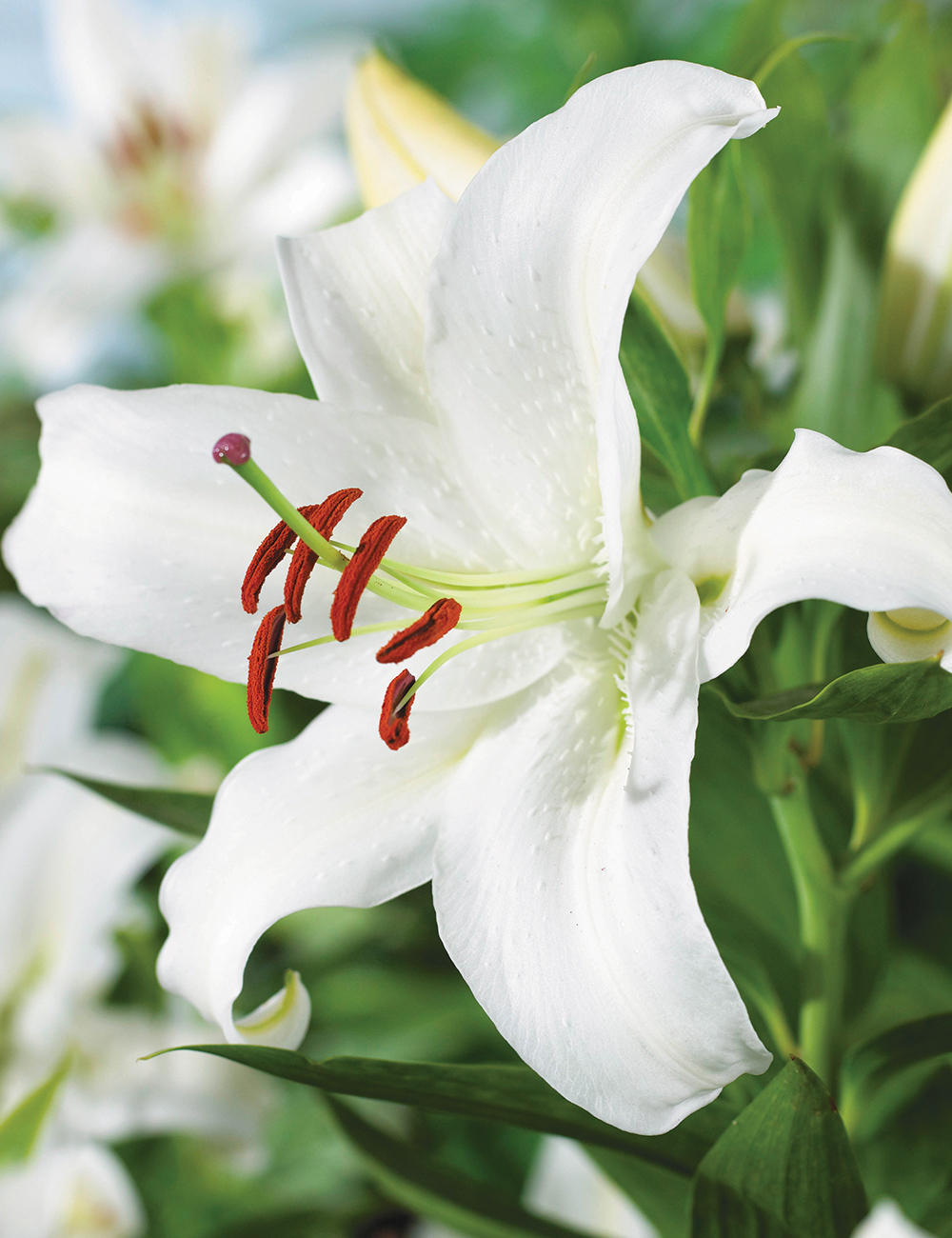 Oriental Lilium 'Forever'