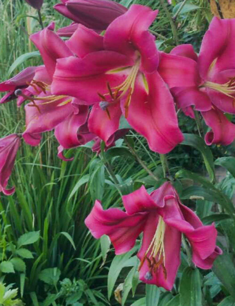 Oriental Lilium 'Fujian'