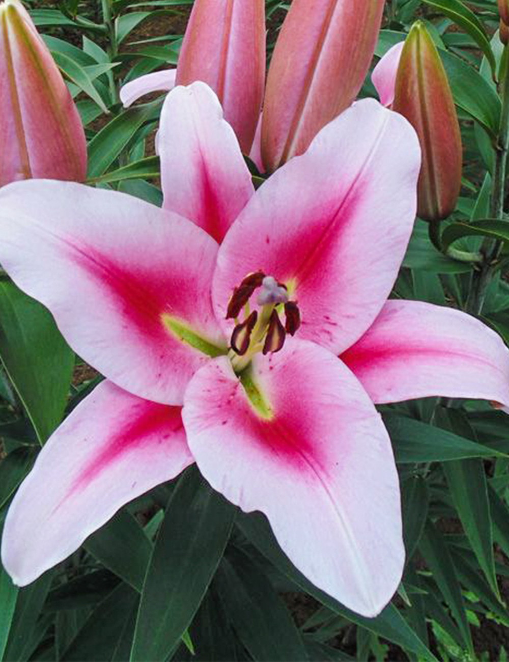 Oriental Lilium 'Frontera'