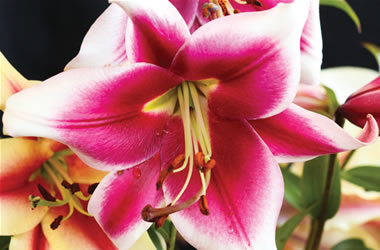 Matisse Oriental Lilies Friso