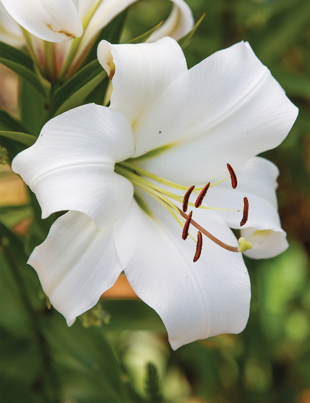 Oriental Lilium 'Fastrada'