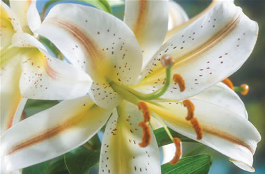 Oriental Matisse Lilies Garden Party