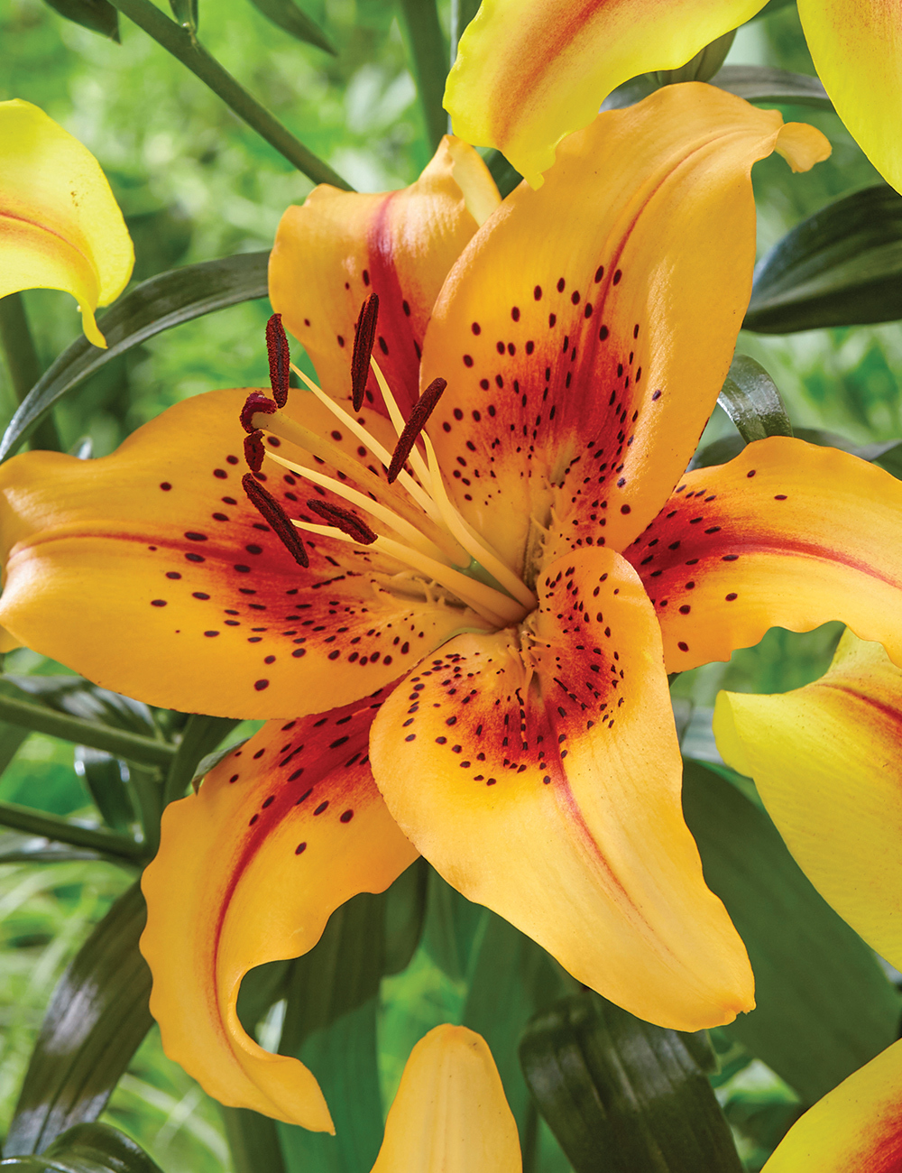 BULK BUY Lilium 'Hotel California'