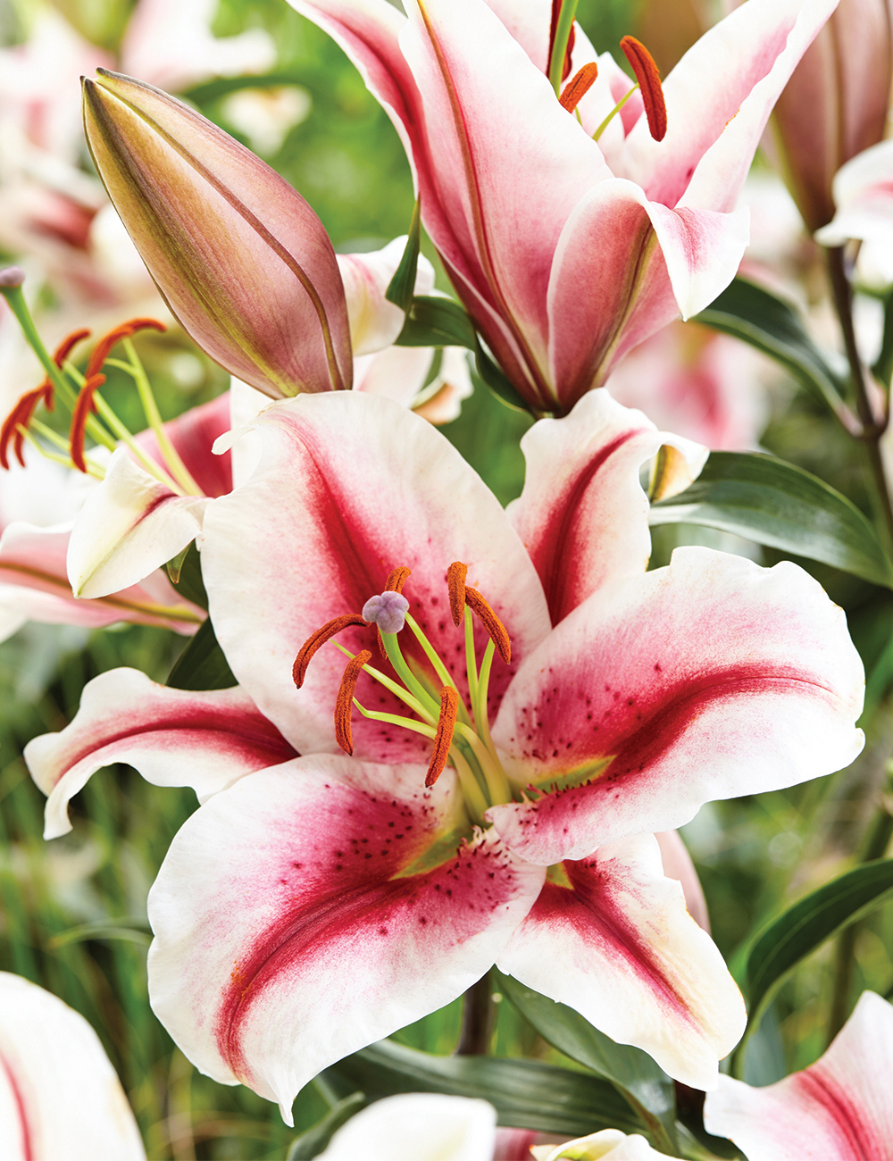 Matisse Oriental Lilium 'Hachi'