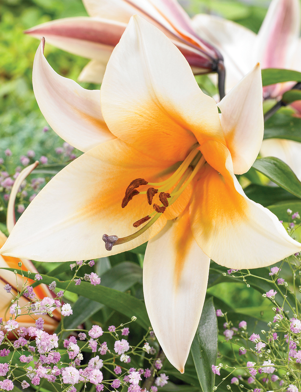 Matisse Oriental Lilium 'High Tea'