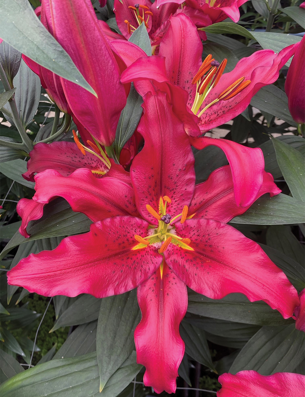 Oriental Lilium 'Knowloon'