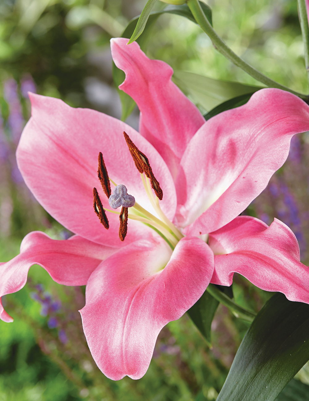 Oriental Lilium 'Labrador'