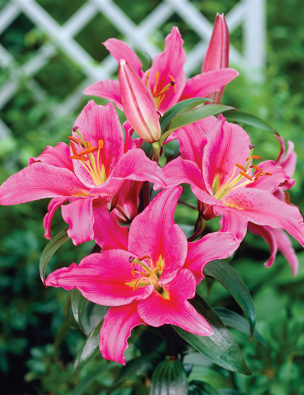 Oriental Lilium 'Lungoo'