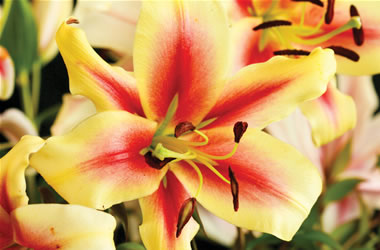 Matisse Oriental Lilies Lavon