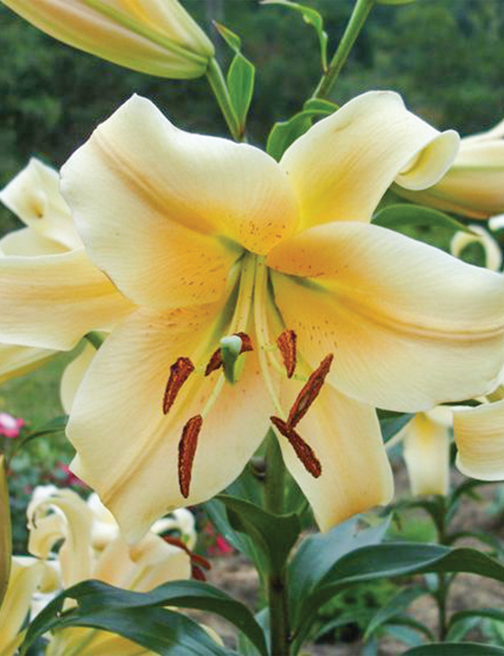 Oriental Lily Mister Cas