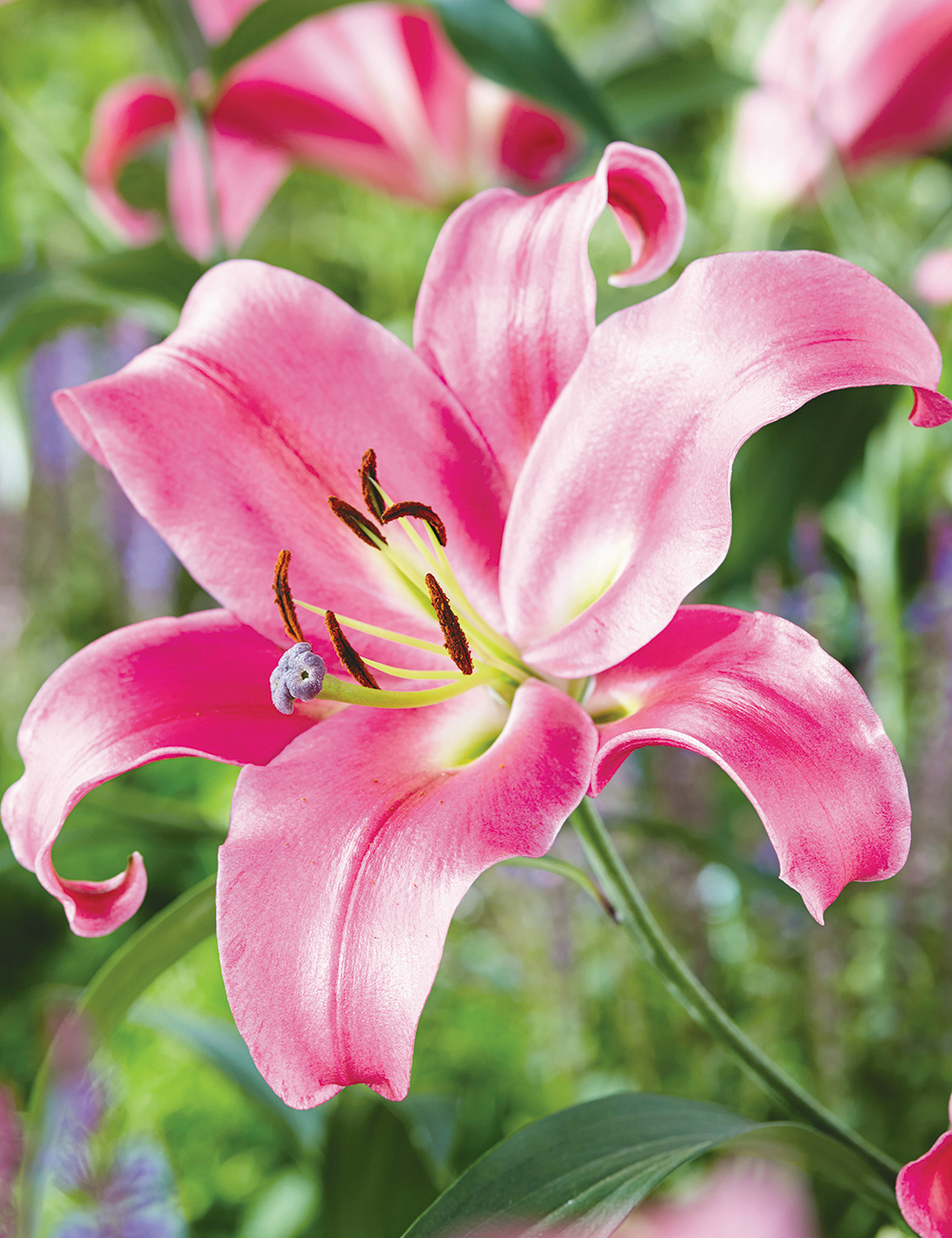 BULK BUY - Oriental Lilies Maldano