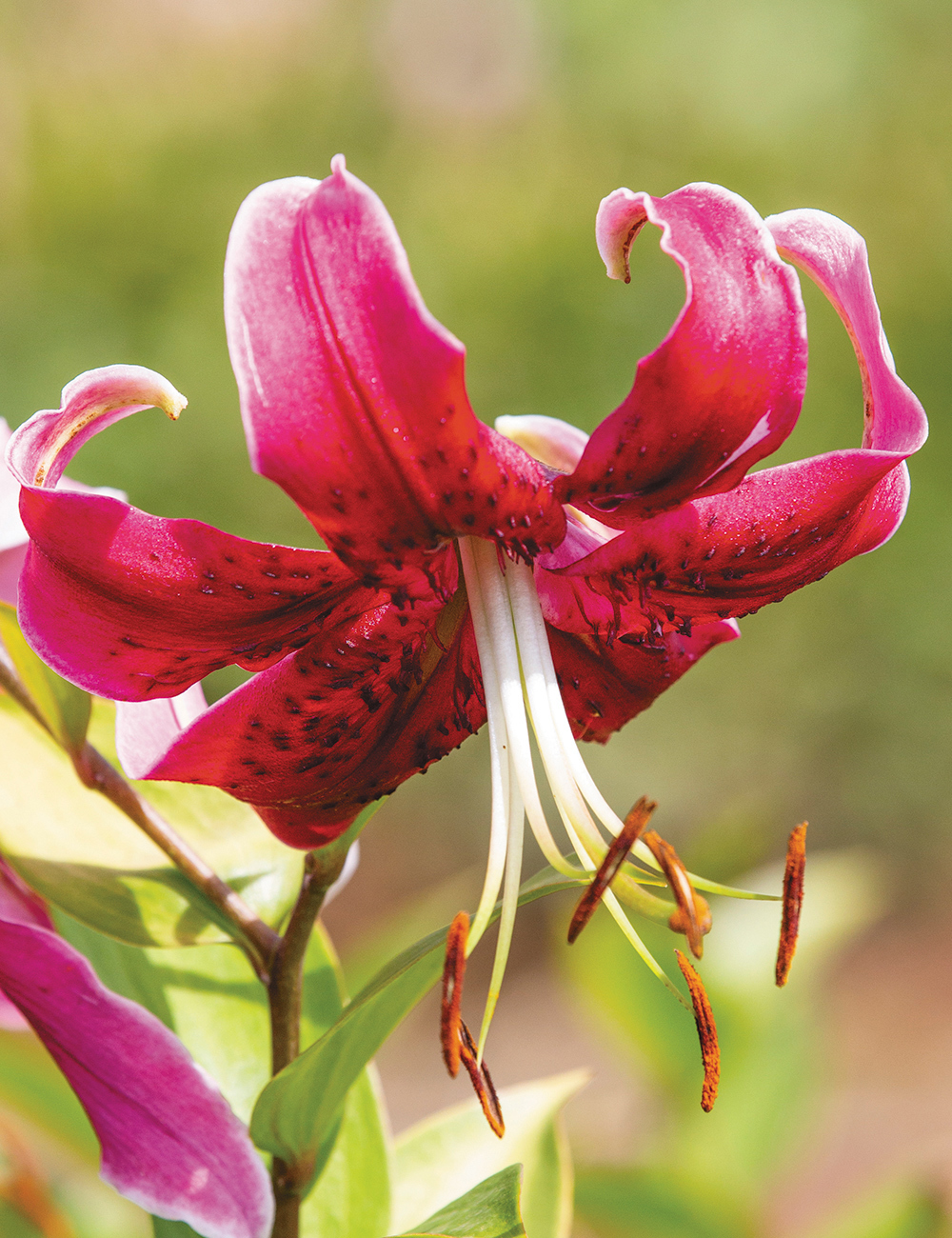 Matisse Oriental Lilium 'Miss Feya'