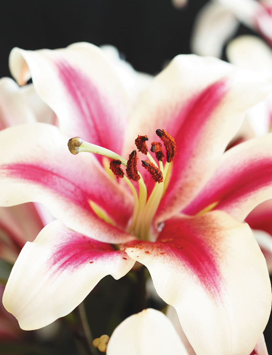 Matisse Oriental Lilies Miss Lily