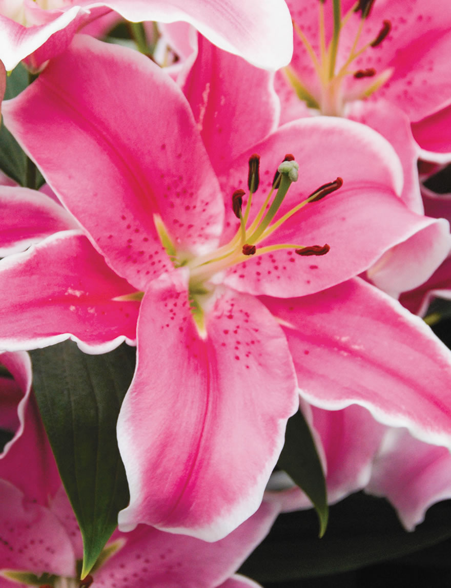 Matisse Oriental Lilies Marlon