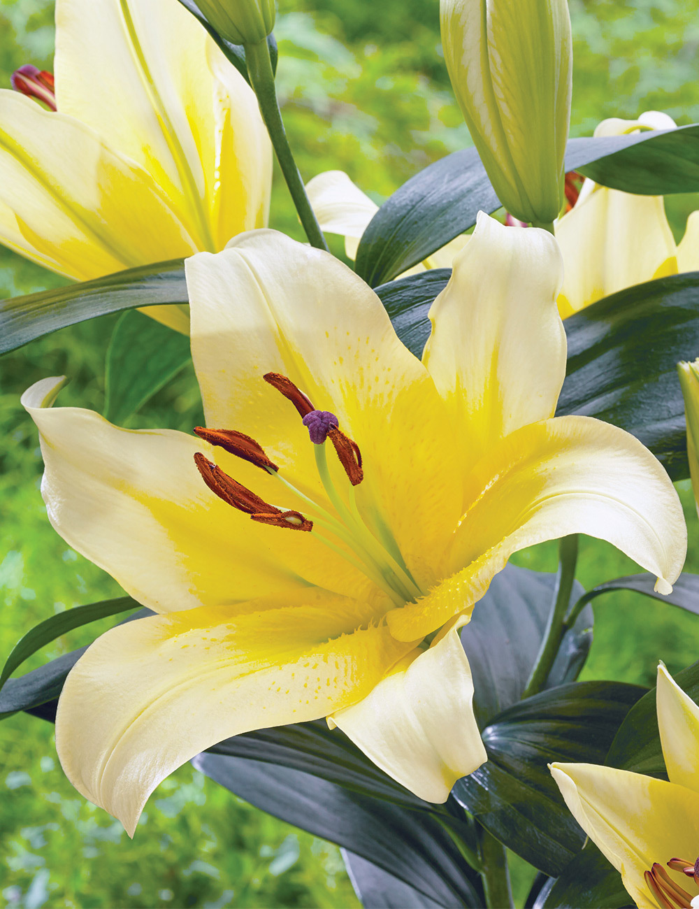 Oriental Lilium 'Monchique'
