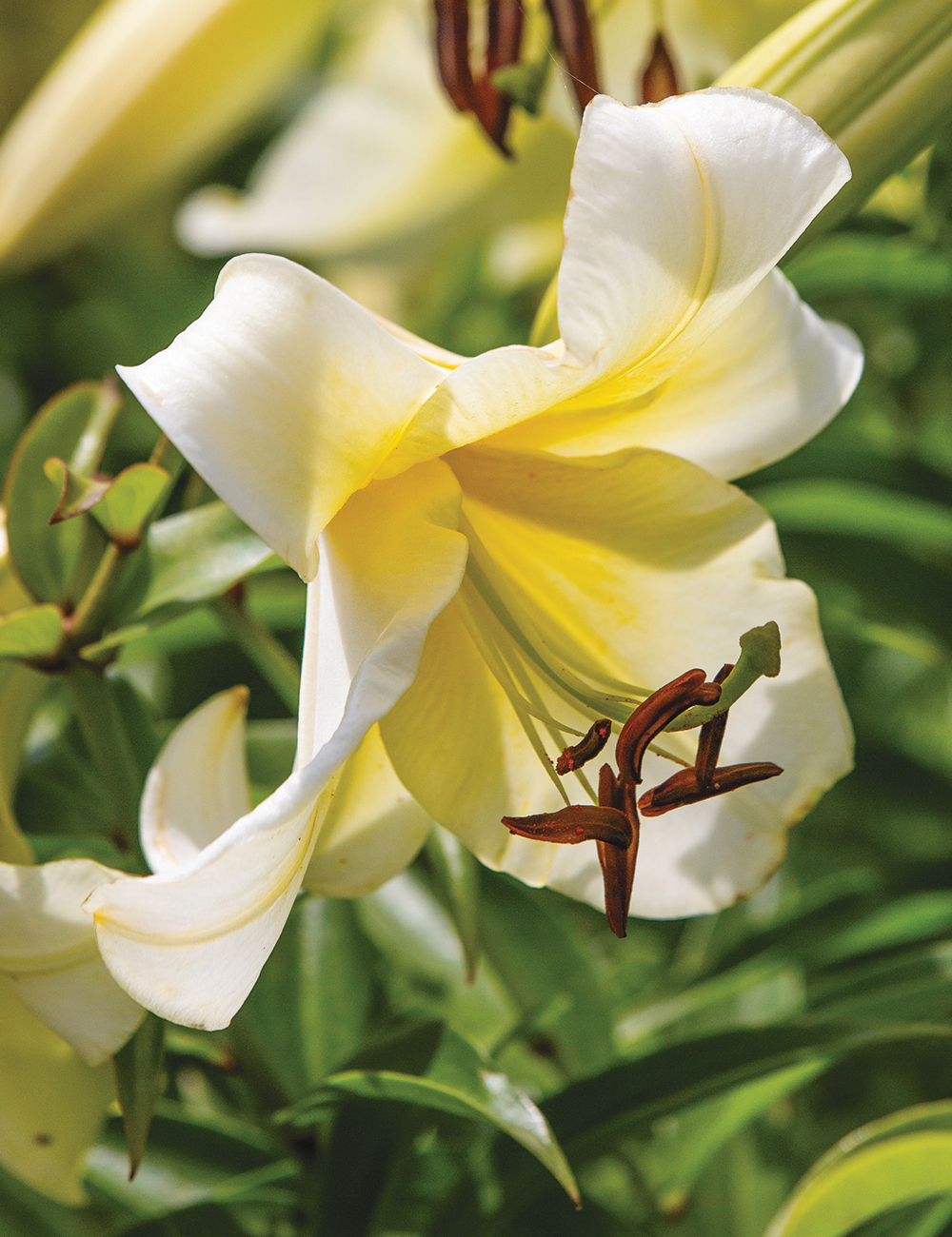 Lilium Miss Peculiar