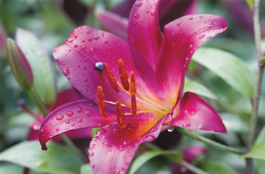 Oriental Lilies Mussasi