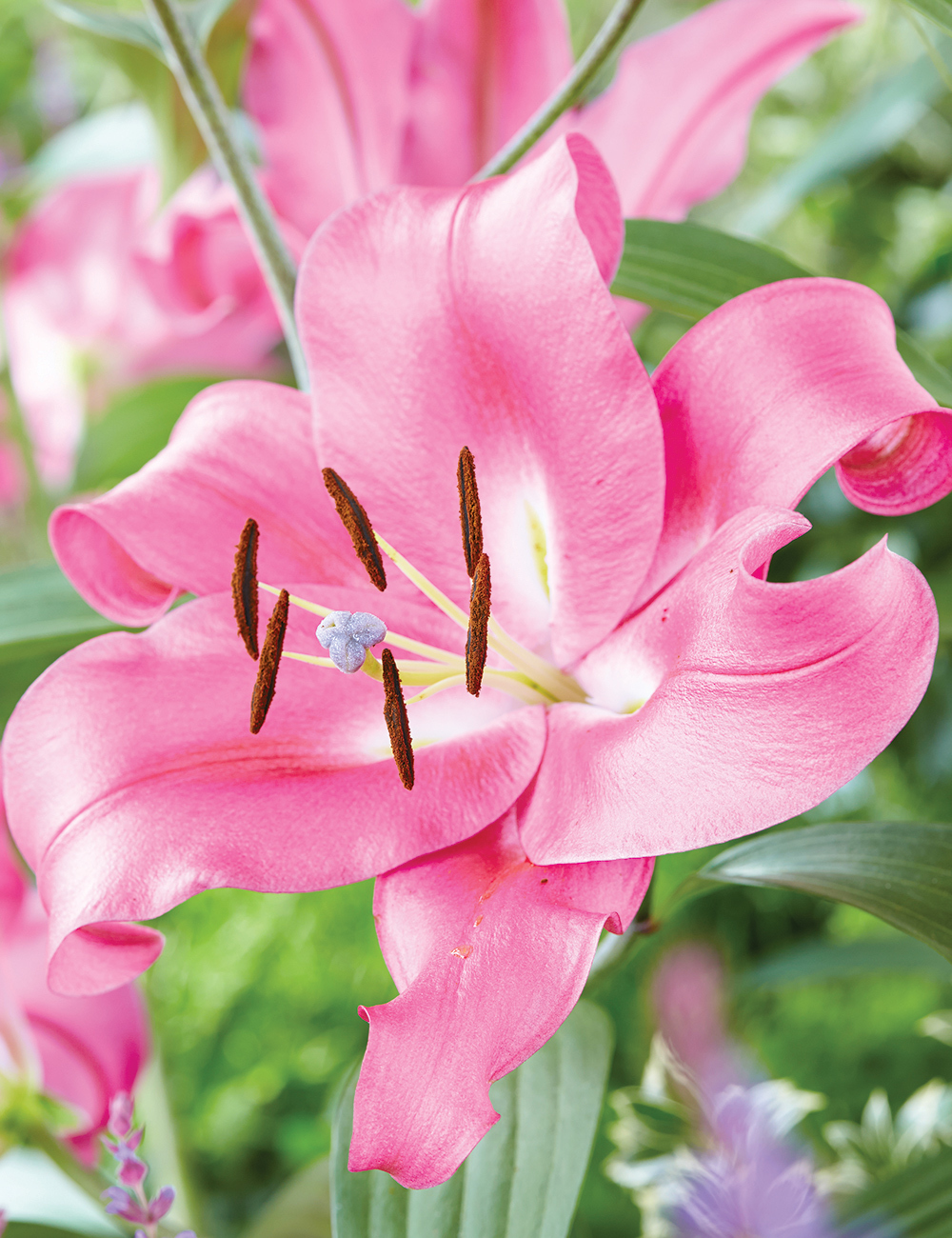 Oriental Lilium 'Macizo'