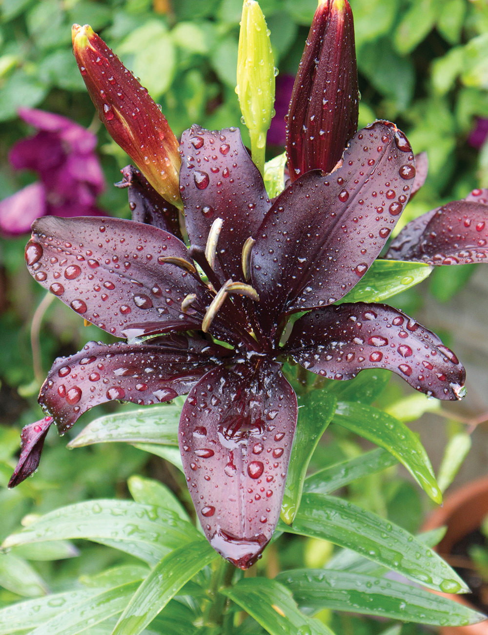 Trumpet Asiatic Lily Night Rider