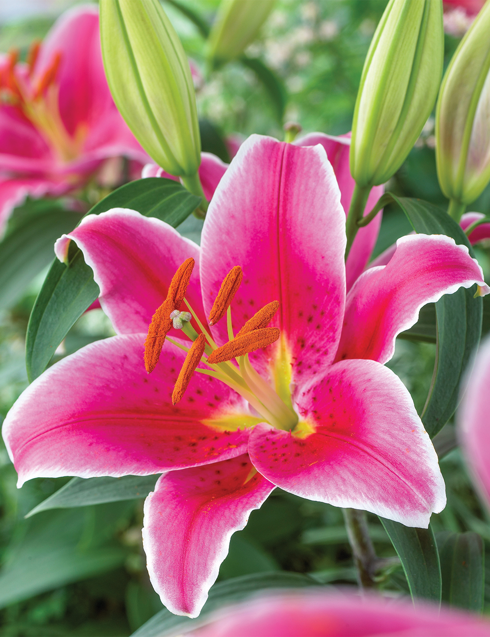 Oriental Lilium 'Nescio'