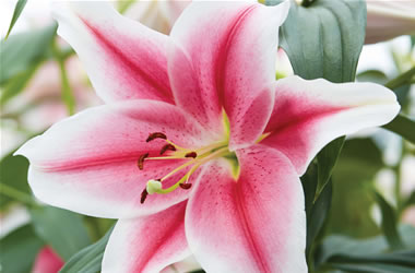 Trumpet Lilies Pink Brilliant