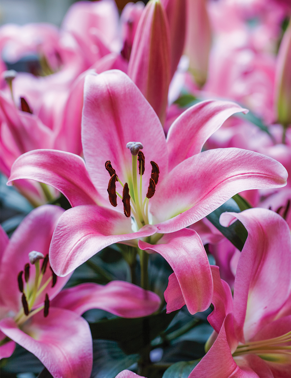 Oriental Lilies 'Pink Palace'