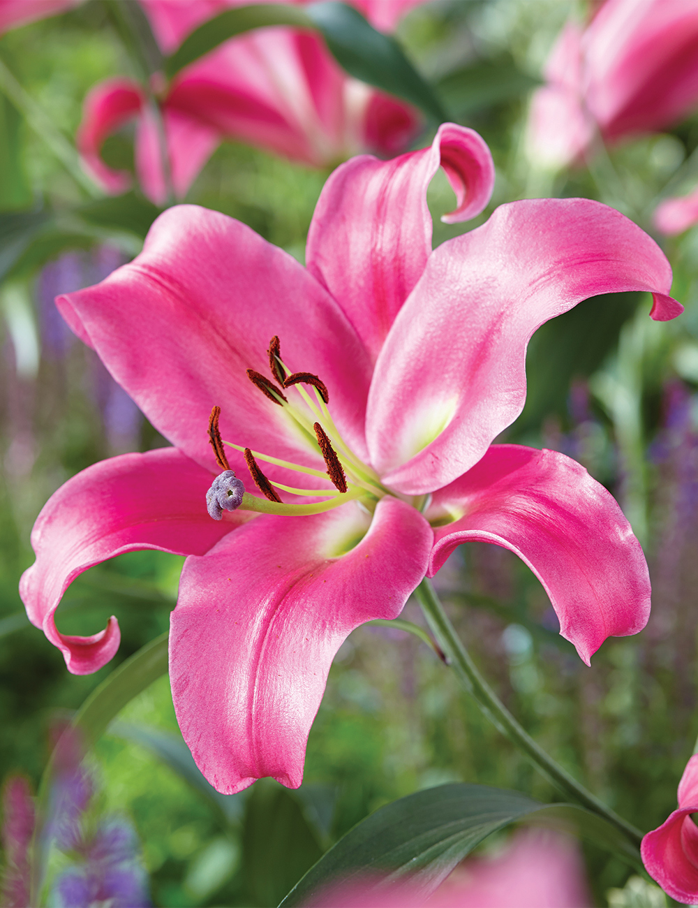 Oriental Lilium 'Profundo'