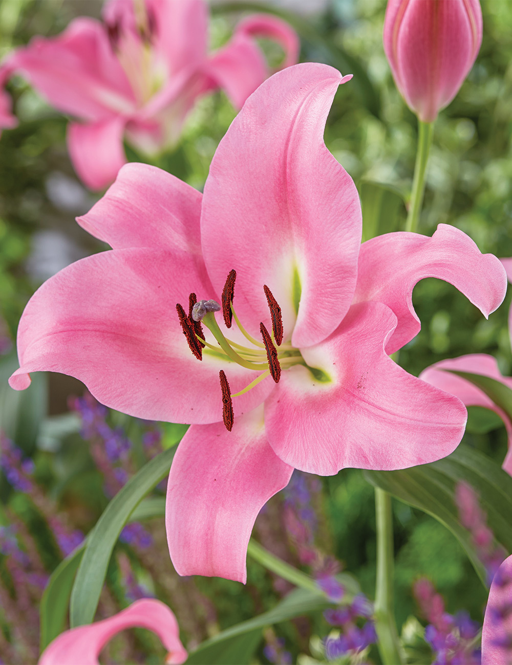 Oriental Lilium 'Praiano'