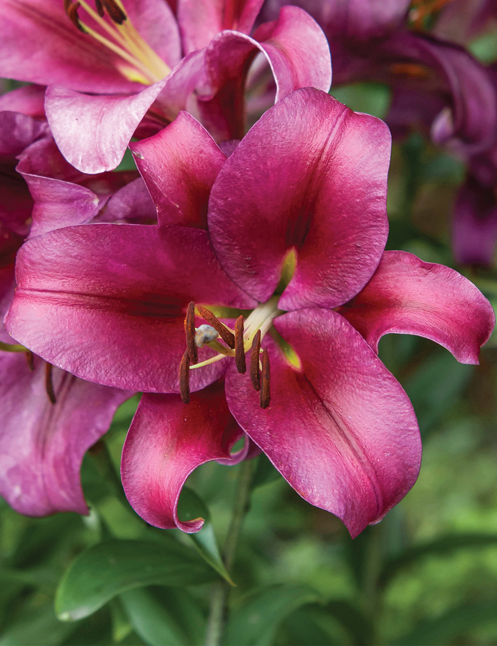 Oriental Lilium 'Palazzo'