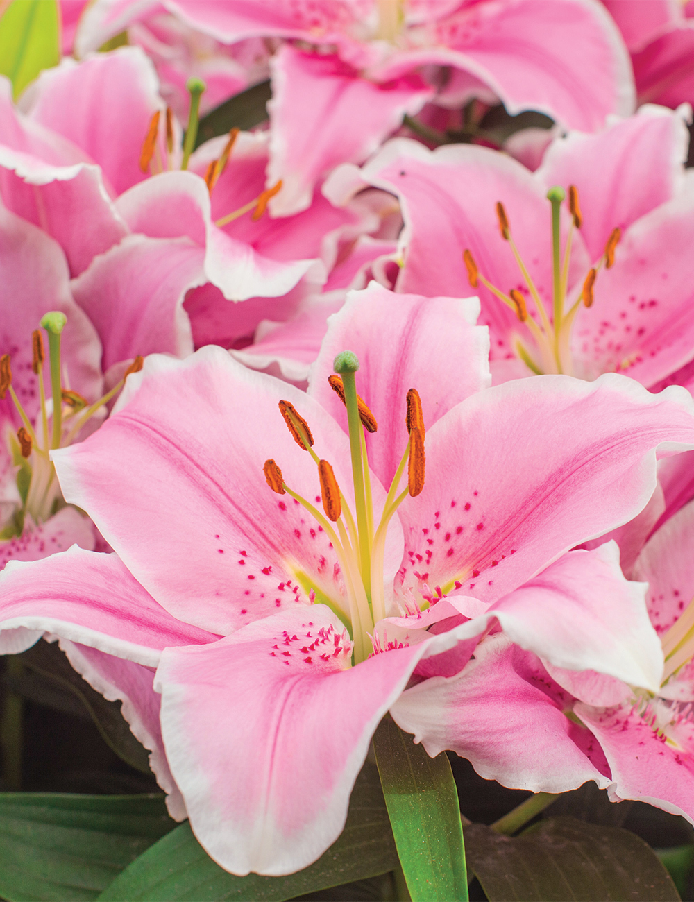 Oriental Lilium 'Queens Park'