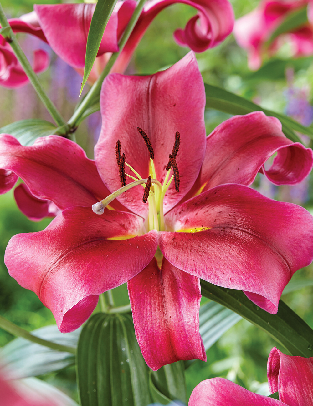 Oriental Lilium 'Redford'