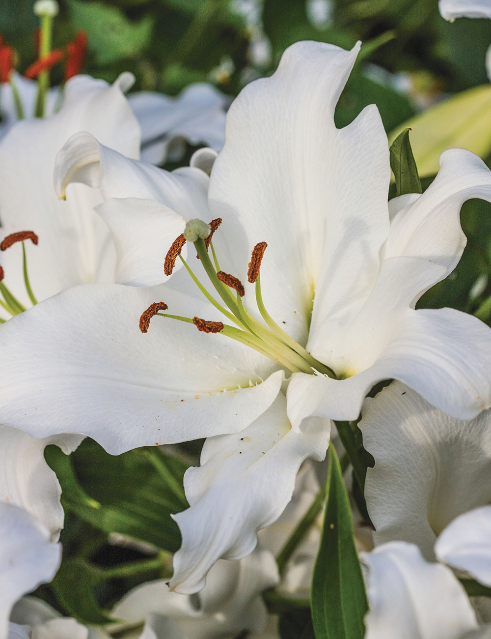 Oriental Lily Robin van Galen