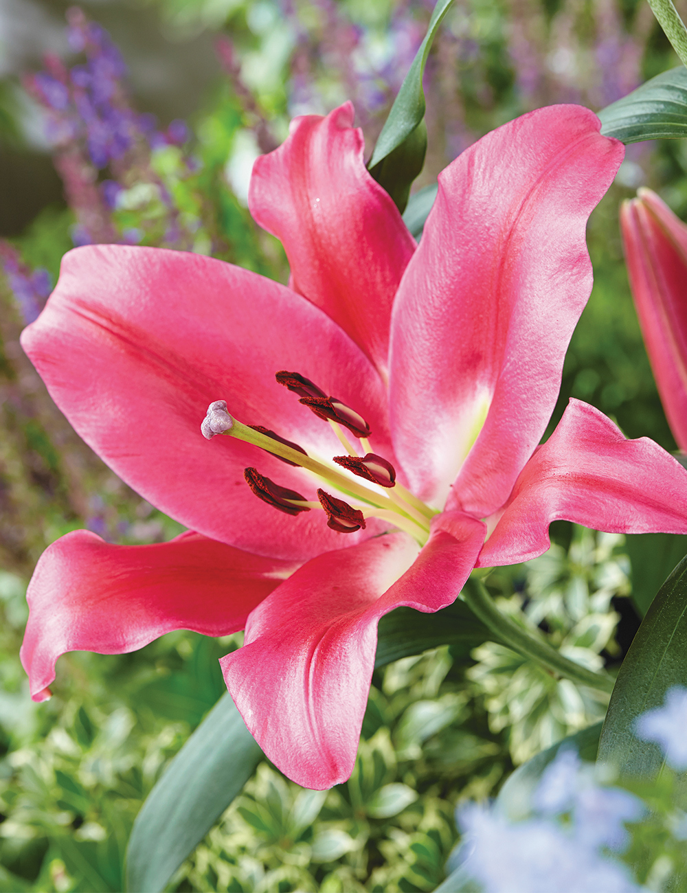 Oriental Lilium 'Resolute'