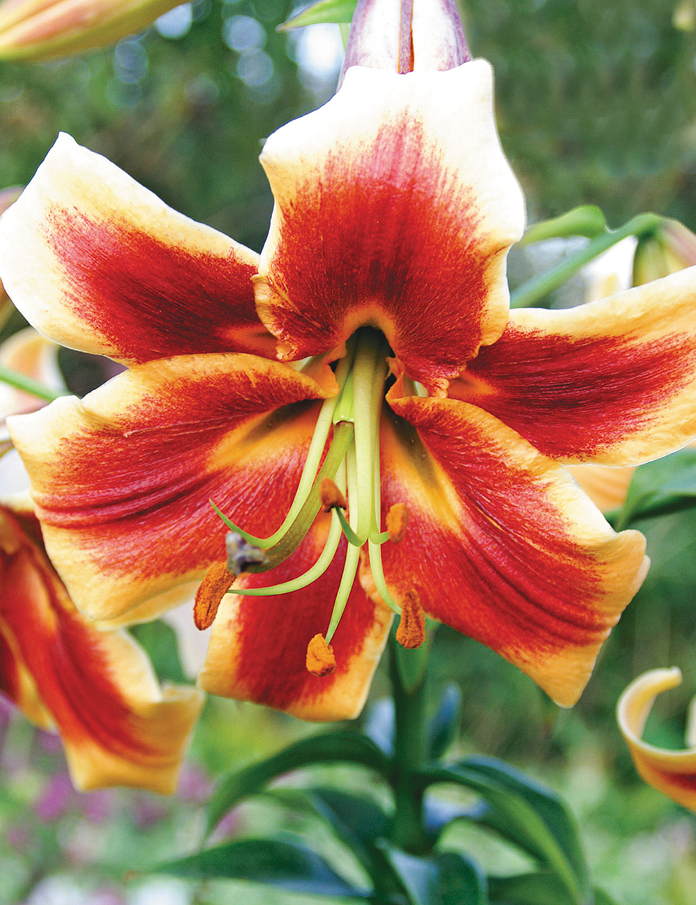 Matisse Oriental Lilium 'Red Morning'