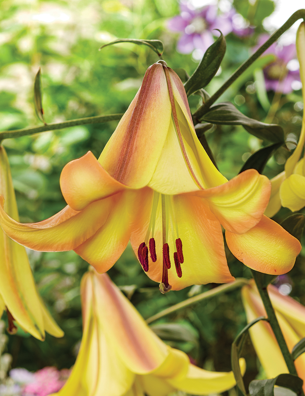 Lilium Rising Moon