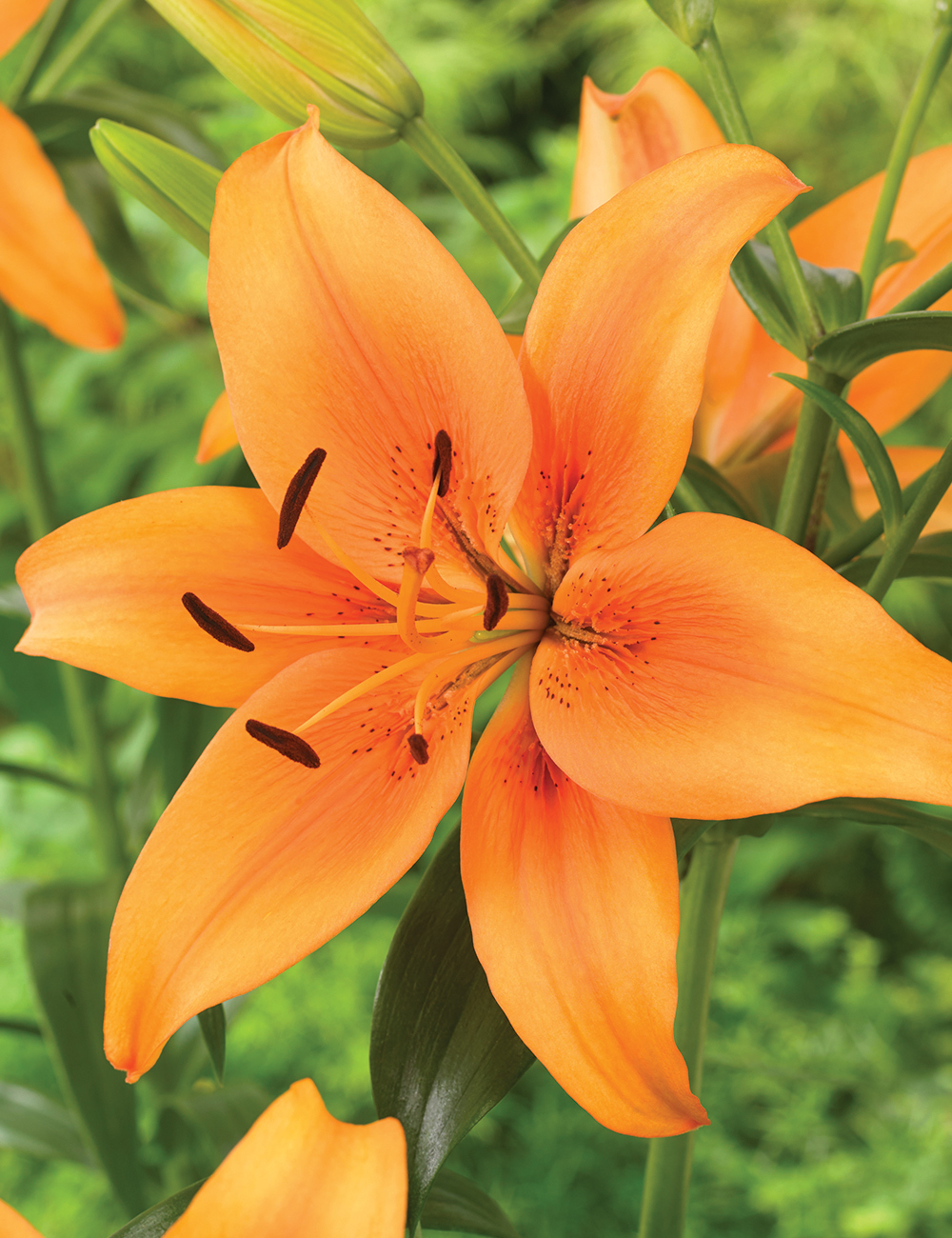 Lilium 'Sunset Boulevard'